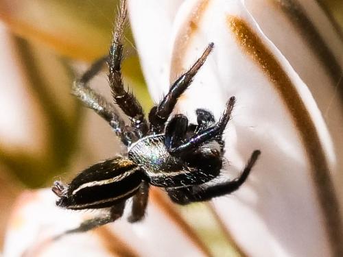 Phlegra bresnieri