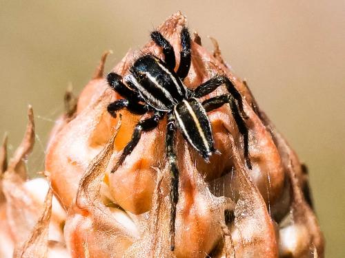 Phlegra bresnieri