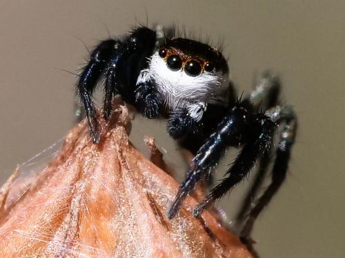 Phlegra bresnieri