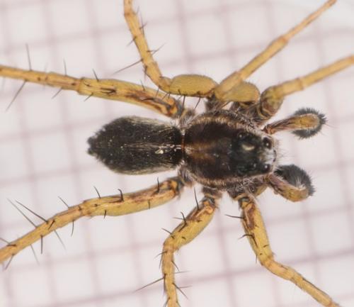 Réf. 203 159 : Pardosa nigriceps