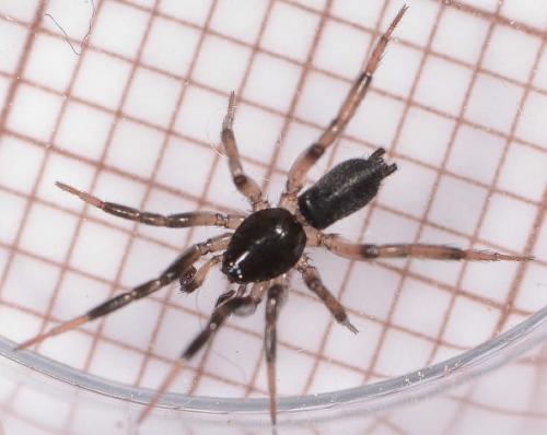 Réf. 203 356 : Drassyllus pumilus