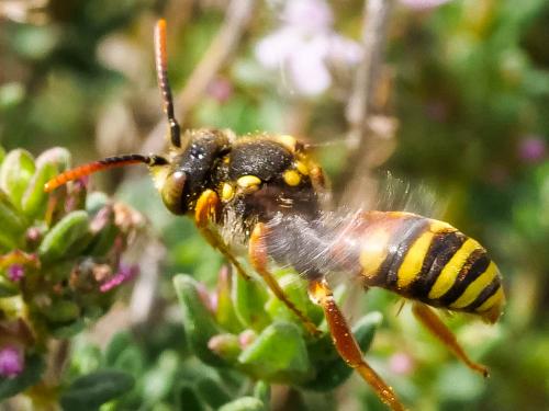 Nomada basalis