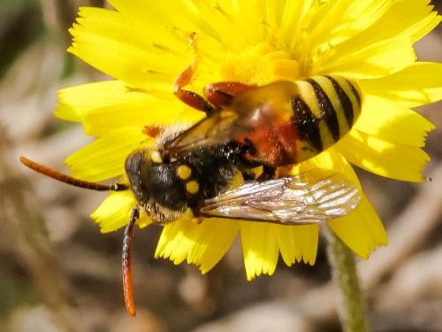 Nomada basalis