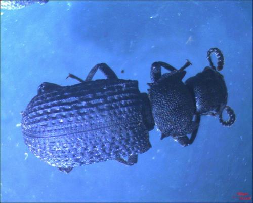 Bolitophagus reticulatus