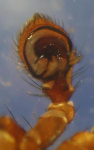 Xysticus ferrugineus