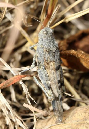 Réf. 203 555 : Sphingonotus caerulans
