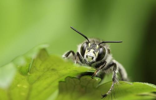 Anthophora plumipes
