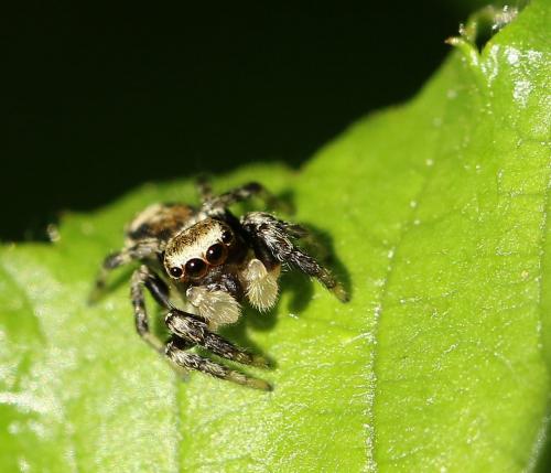 Evarcha falcata