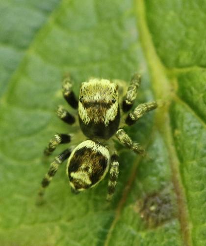 Evarcha falcata