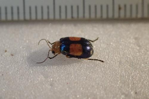 Diacantha insignita