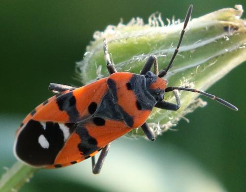 Réf. 203 556 : Lygaeus equestris