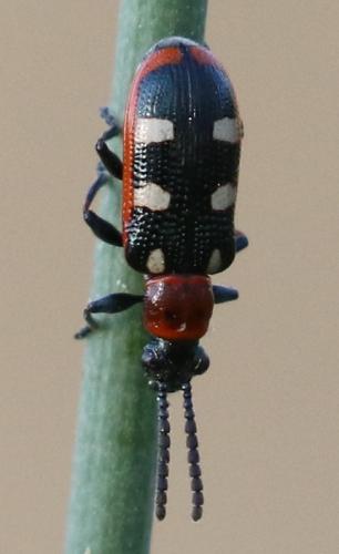 Crioceris asparagi