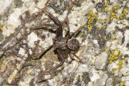 Xysticus ferrugineus