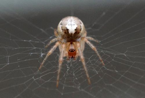 Réf. 203 043 : Zygiella sp.