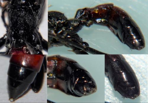 Réf. 203 515 : Ichneumoninae inconnu