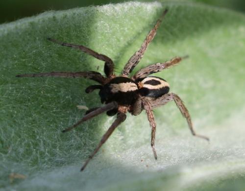 Réf. 203 613 : Alopecosa albofasciata
