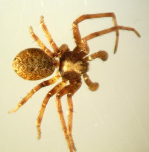 Philodromus sp.