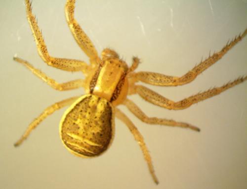 Réf. 203 794 : Xysticus ulmi