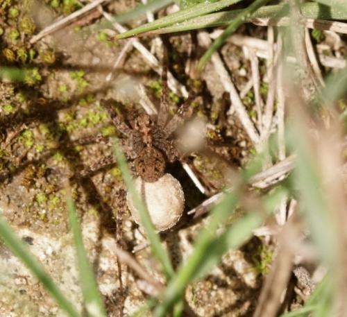 Pardosa sp.