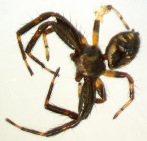 Synema globosum