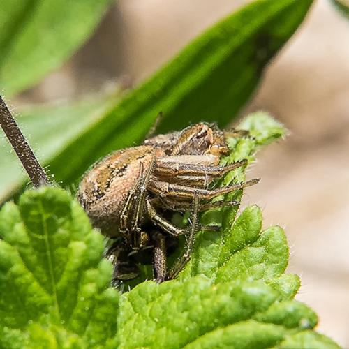 Réf. 203 196 : Xysticus sp.