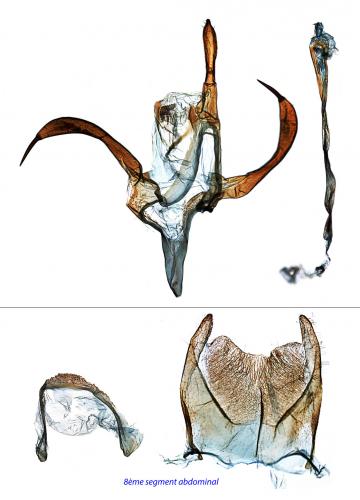Aroga velocella