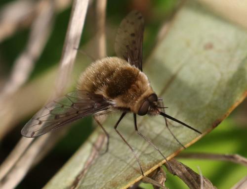 Réf. 203 014 : Bombylius medius
