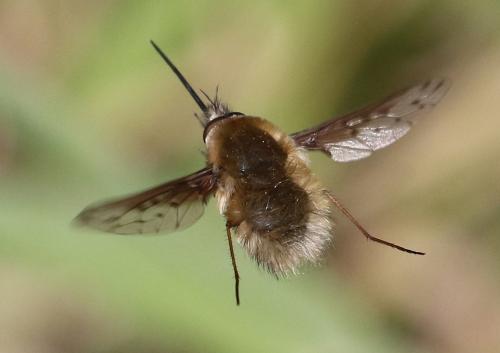 Réf. 203 015 : Bombylius medius