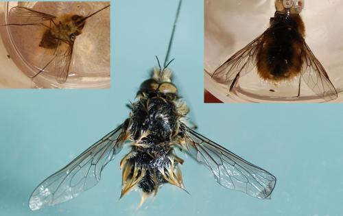 Bombylius venosus