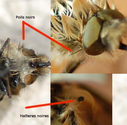 Bombylius venosus