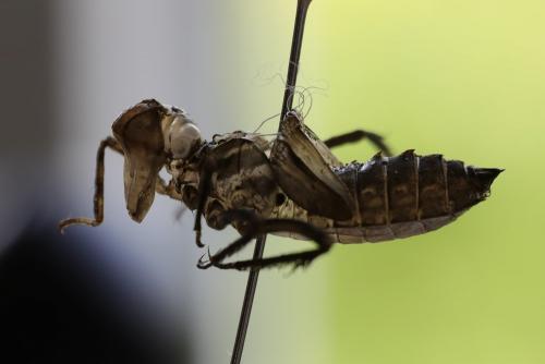 Réf. 203 216 : Cordulia aenea