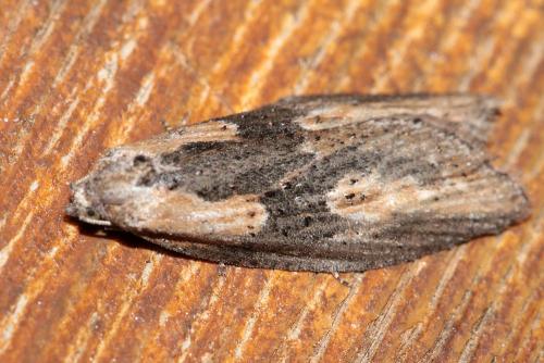 Réf. 203 647 : Doloploca punctulana