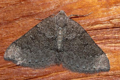 Aleucis distinctata
