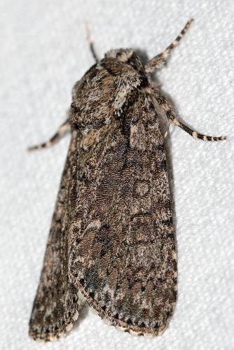 Réf. 203 815 : Acronicta rumicis