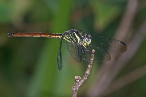 Lathrecista asiatica