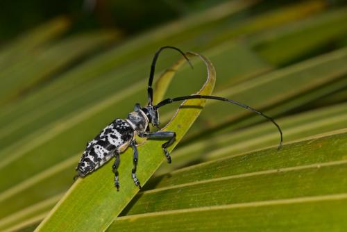 Blepephaeus agenor