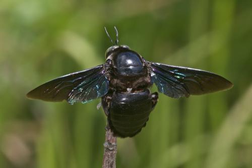 Réf. 203 329 : Xylocopa sp.