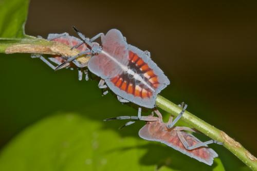 Tessaratoma papillosa
