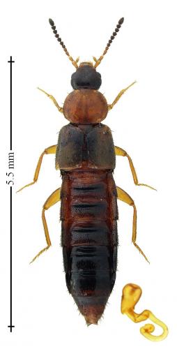 Réf. 203 469 : Plataraea brunnea