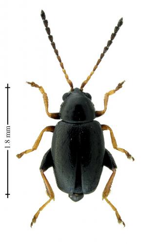 Réf. 203 744 : Longitarsus anchusae