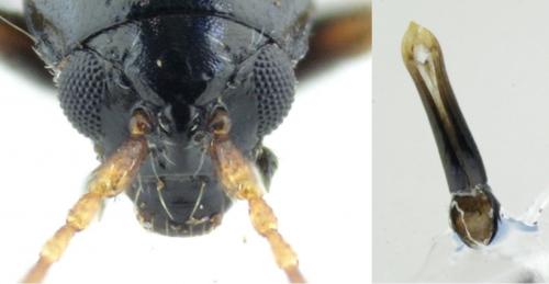 Réf. 203 745 : Longitarsus anchusae