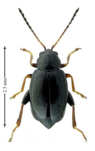 Réf. 203 746 : Longitarsus anchusae