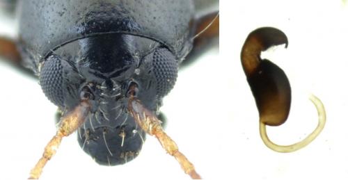 Réf. 203 747 : Longitarsus anchusae