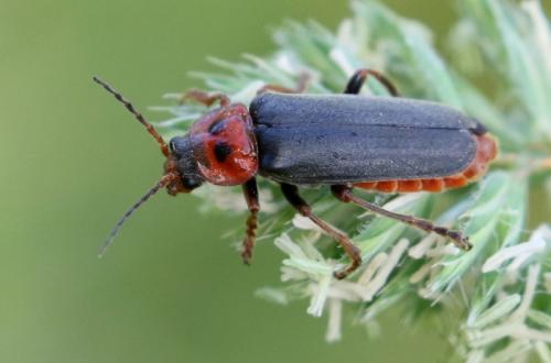 Cantharis annularis