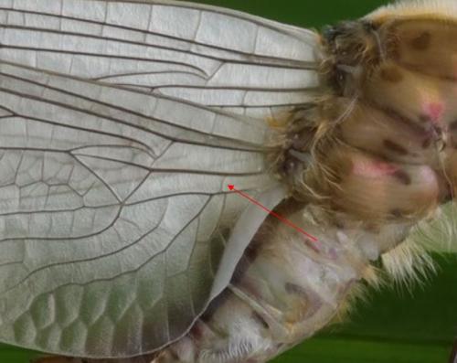 Cordulia aenea