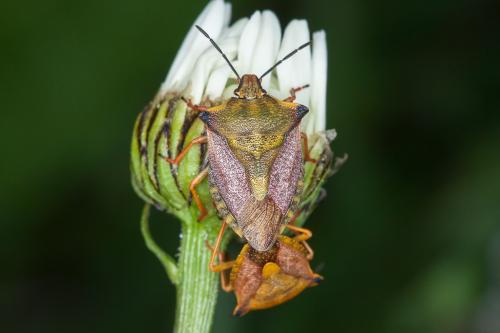 Carpocoris mediterraneus atlanticus