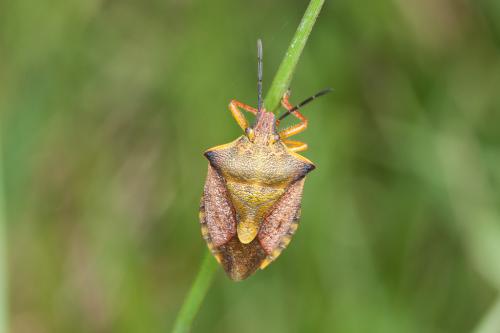 Réf. 203 537 : Carpocoris mediterraneus atlanticus