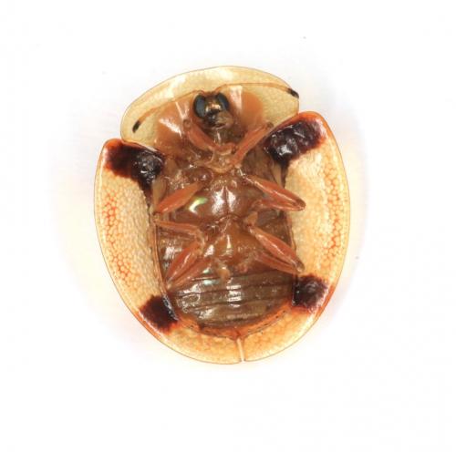 Aspidimorpha corrugata