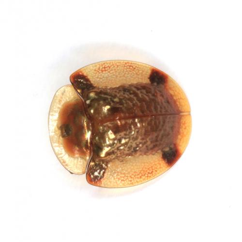 Aspidimorpha corrugata
