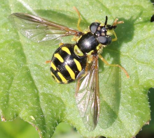 Réf. 203 558 : Chrysotoxum intermedium